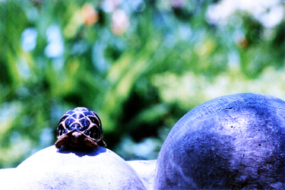 star tortoise philippines
